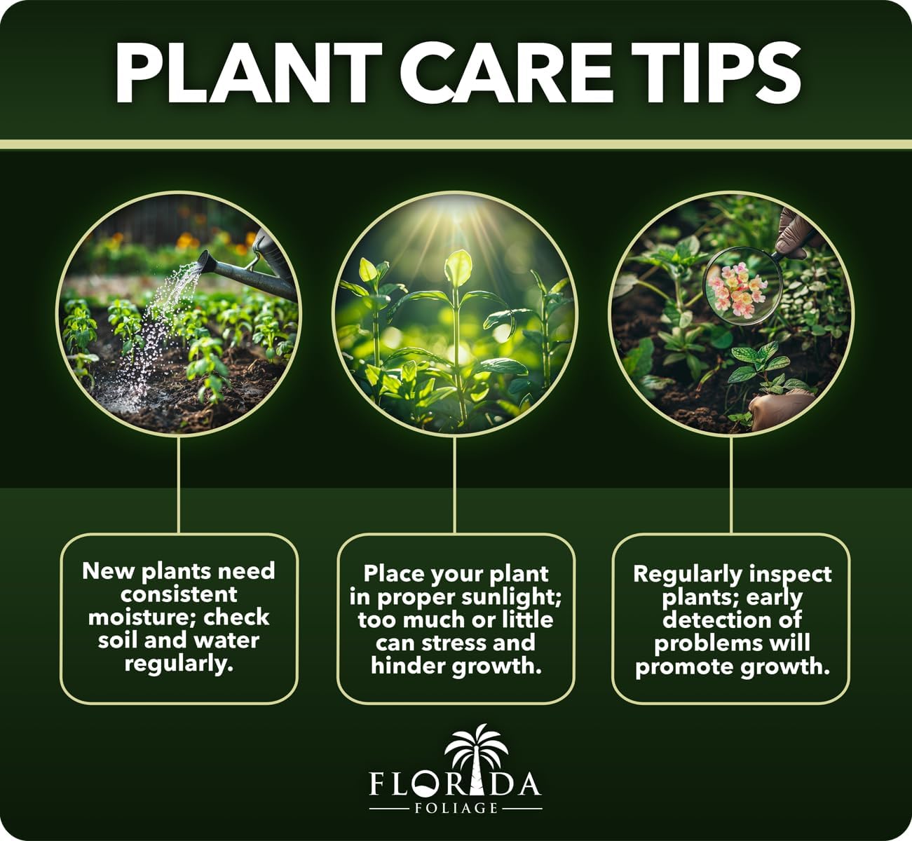Lantana Dallas Red | 3 Large Gallon Size Plants | Lantana Camara | Flowering Perennial | Garden Colorful Bloom | Hardy Outdoor Decor | Vibrant Red Flowers