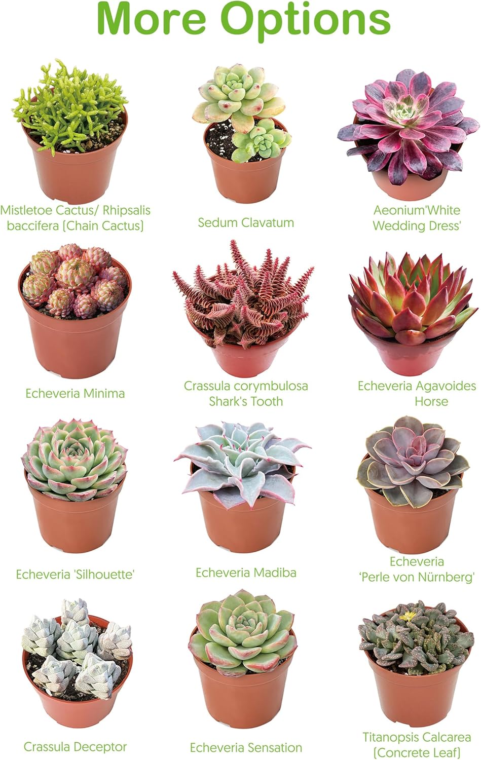 Live Succulents 'Bunny Ear Cactus' (4-inch), Succulent Plants Fully Rooted in Pots with Soil, Easy-Care House Plant for DIY, Home Office Decor, Wedding Party Favor