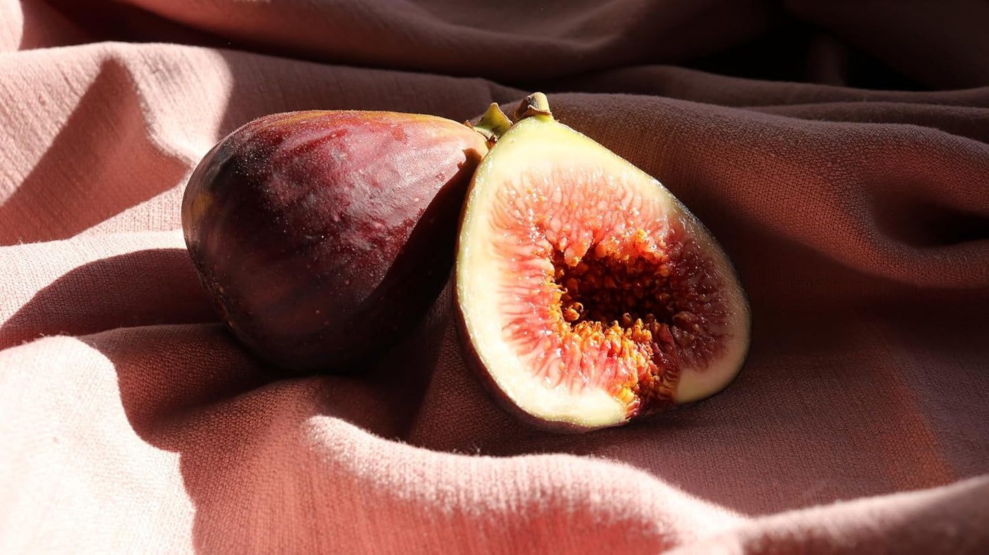Celeste Fig Tree, Live Plant in 6-Inch Pot, Sweet Fruit Bearing Plant