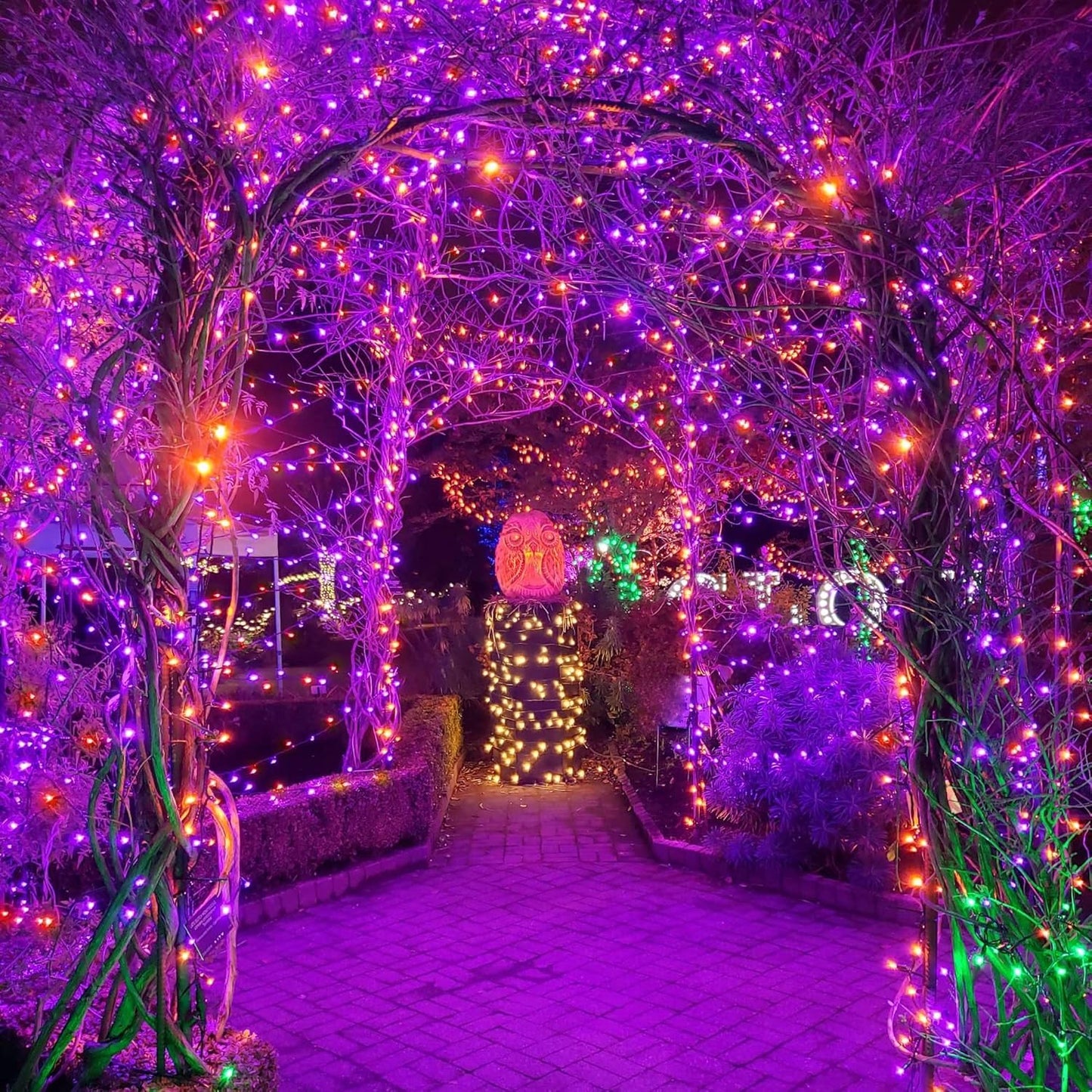 weillsnow Purple&Orange Halloween Lights, 200 LED 66Ft Plug in Waterproof Halloween String Lights, 8 Modes with Memory for Outdoor Indoor Garden Halloween Christmas Decorations (Orange&Purple, 66FT)