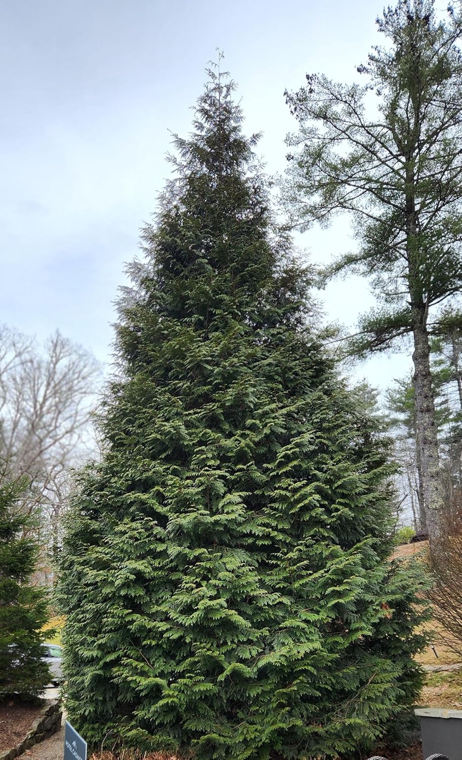 Thuja Green Giant Arborvitae Tree, Lot of 12, Quart Pot