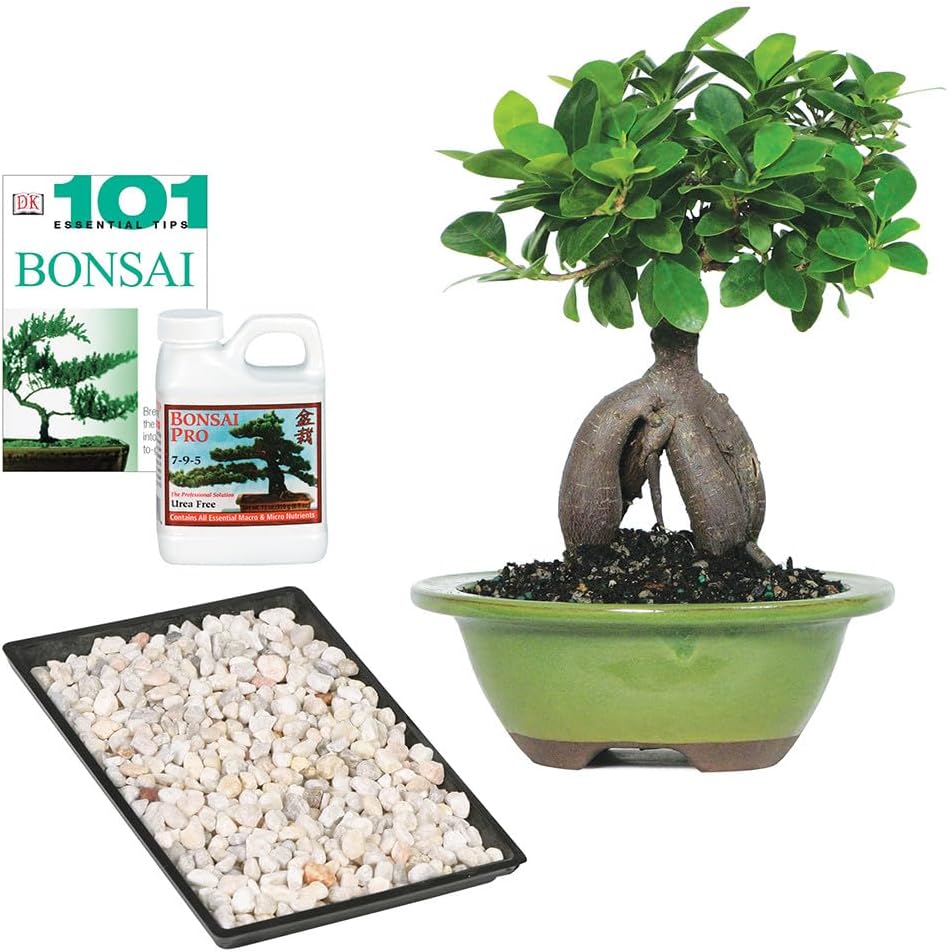 Live Indoor Plants