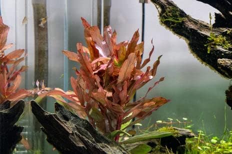 Hydrocotyle leucocephala Brazilian Pennywort Live Aquatic Aquarium Plant