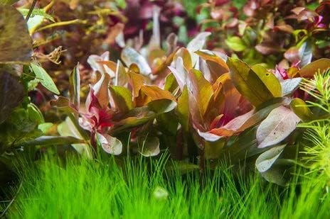 Hydrocotyle leucocephala Brazilian Pennywort Live Aquatic Aquarium Plant