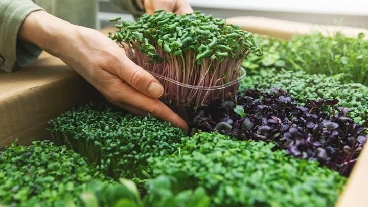 Hand-Blended Organic Microgreens Premium Potting Mix, Enriched with Canadian Peat Moss, Cococoir, Perlite, Worm Castings, and Lime - 2 Quart