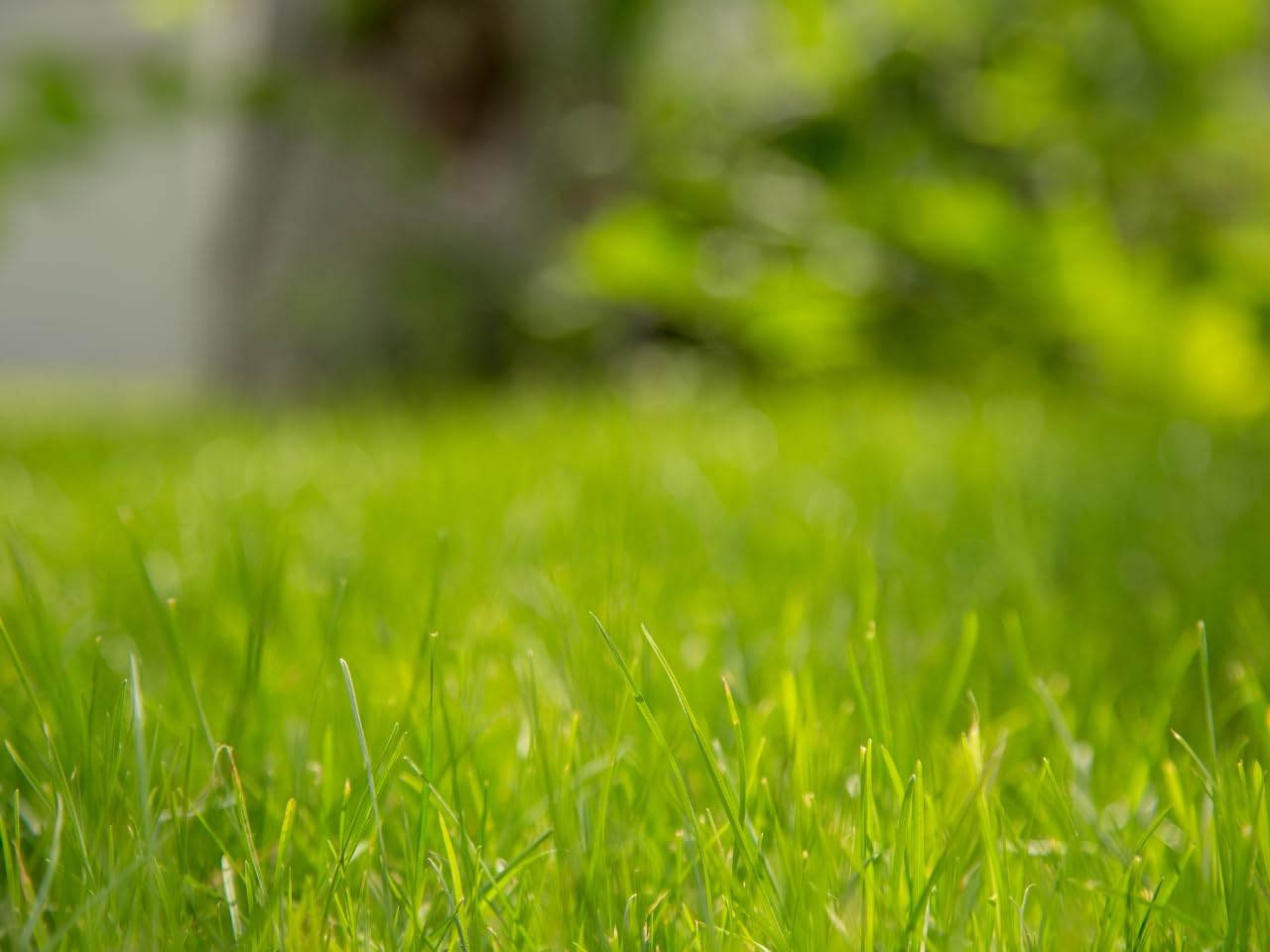 Brownie Brand Majestic Hulled Bermudagrass Seed | Premium Turf Grass for Dense, Drought-Resistant Lawns | Fast-Growing, Heat-Tolerant, Certified Seed for High-Traffic Areas. (25 Pound)