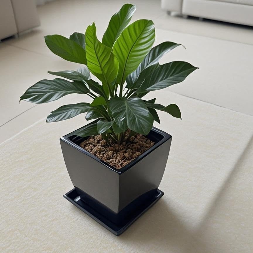 Square Plant Saucer 10 Inch 2 Pack，Plant Trays for Pots, Black Ceramic Plant Saucers for Indoors Outdoors, Plant Drip Tray 4 6 8 10 12 14 Inch