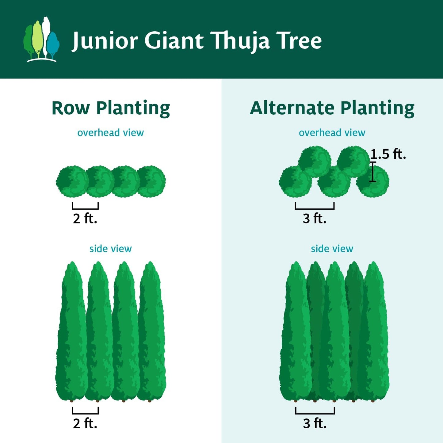 Brighter Blooms - Junior Giant Thuja Tree, 1-2 ft. - No Shipping to AZ
