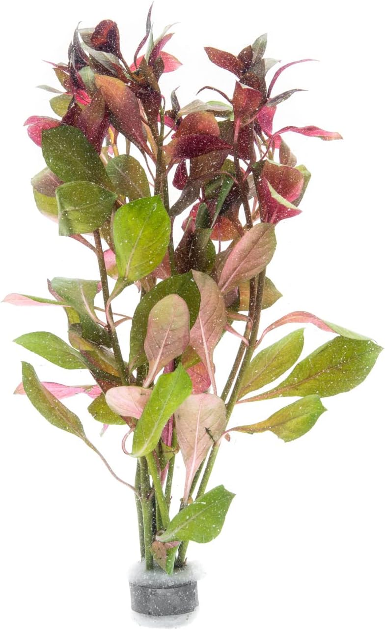 Live Aquarium Stem Plants - Freshwater Aquatic Plant for Fish Tanks, Aquascaping - (Limnophila Belem, 4 Bunches)