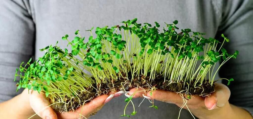 Organic Microgreens Premium Potting Mix: A Finely Crafted Blend of Canadian Peat Moss, Cococoir, Perlite, Worm Castings, and Lime for Optimal Microgreen Growth and Nourishment - 3 Quart