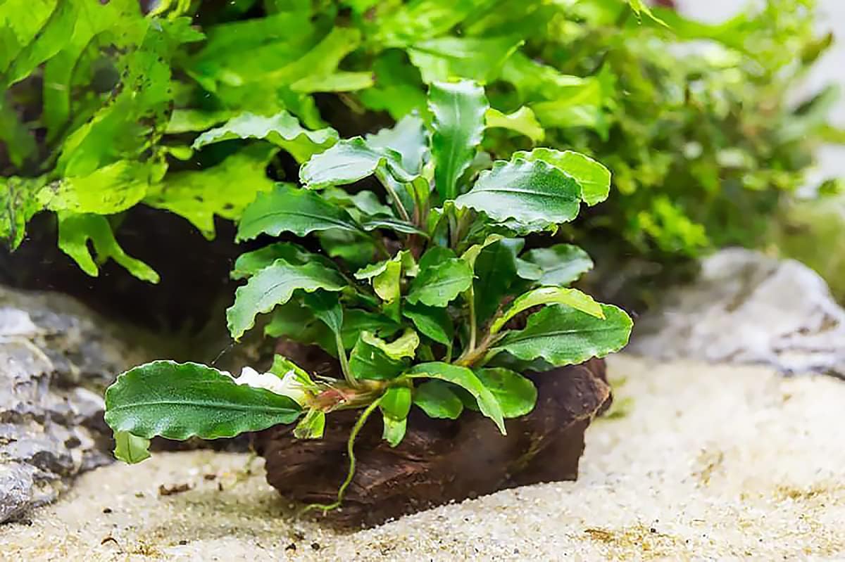 Live Aquarium Plants on Driftwood, Lava Rock, Moss Mat - Freshwater Fish Tank Plants (Bucephalandra Green Wavy, Driftwood (Small))
