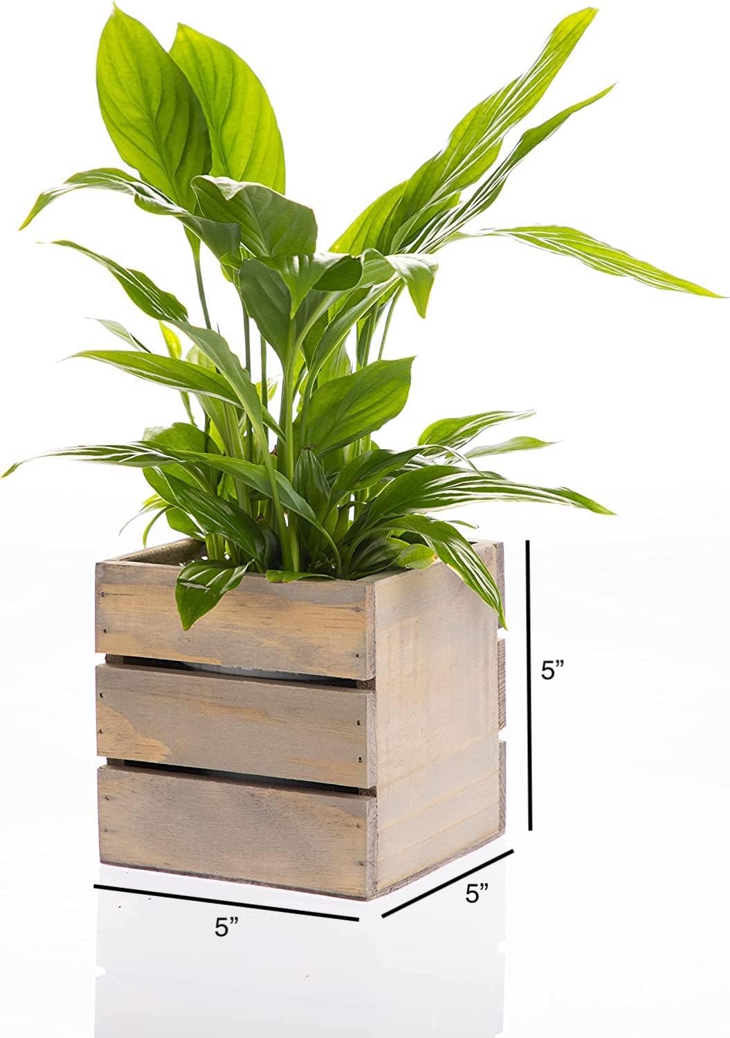 Wood Planter Box with Wine Crate Styled, 5 Inch Square, Rustic Barn Wood, Plastic Liner, Wedding Flowers Holder, Home and Venue Decor, (5x5 Wine Crate Set of 4)