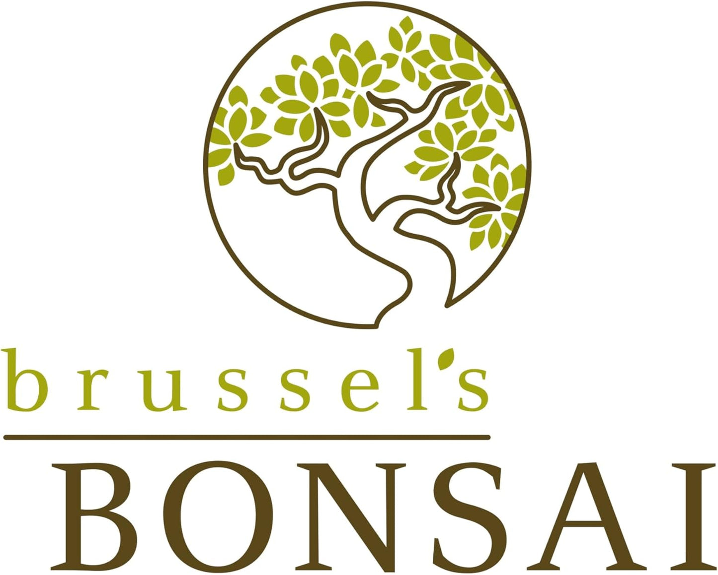 Brussel's Live Green Mound Juniper Outdoor Bonsai Tree - 3 Years Old; 4" to 6" Tall with Decorative Container - Not Sold in California