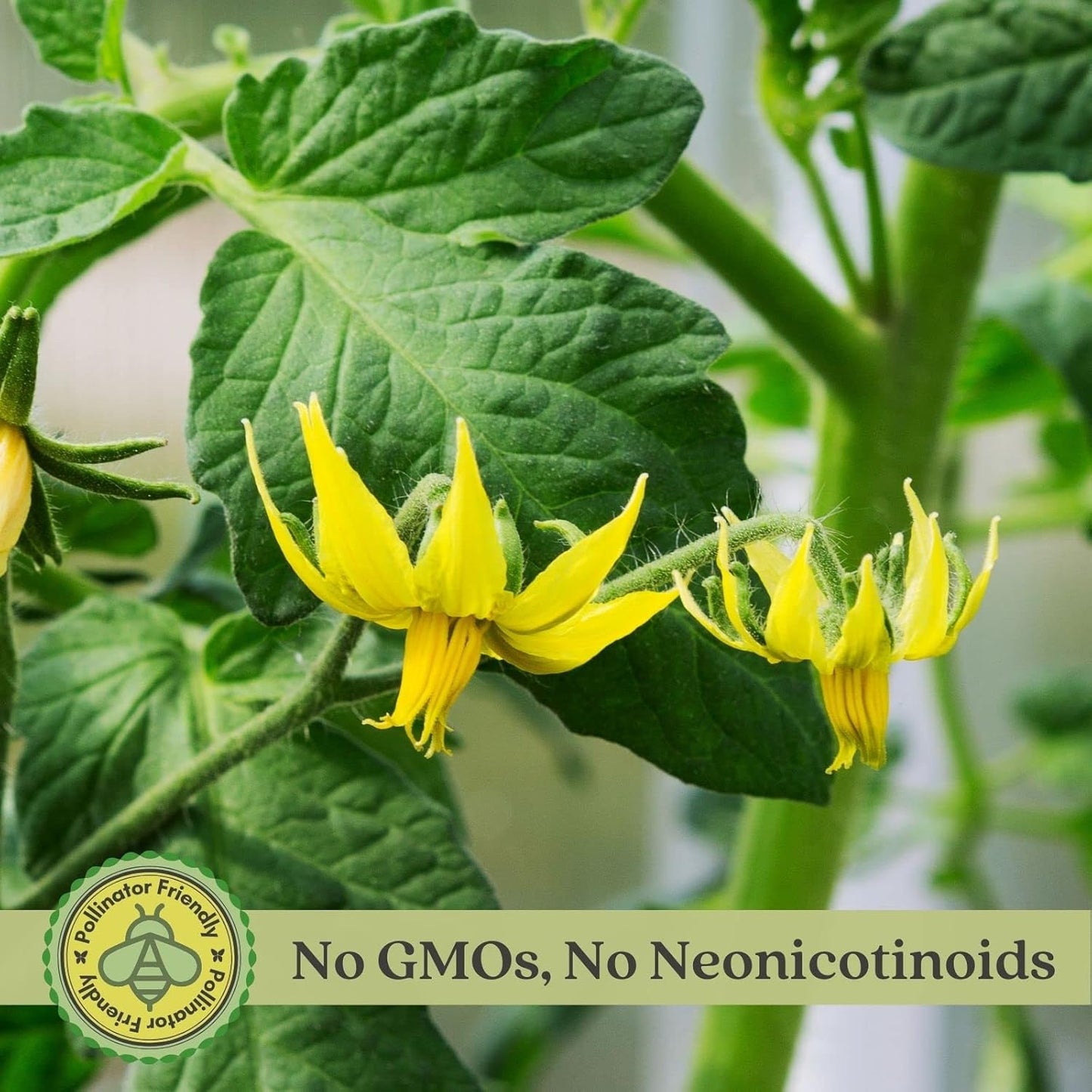 Clovers Garden Big Rainbow Tomato Plants – Two (2) Live Plants – Non-GMO - Not Seeds - Each 4" to 8" Tall – in 4" Inch Pots – Heirloom, Indeterminate