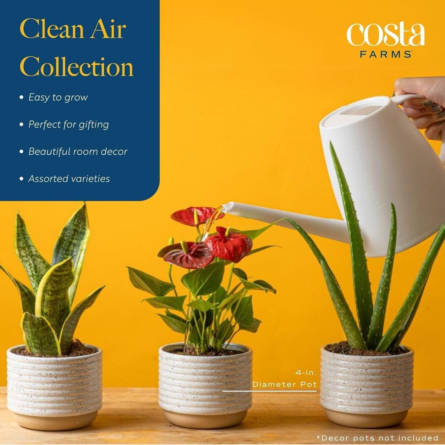 Costa Farms Live Plants (Pack of 2), Easy to Grow Live Indoor Houseplants in 3.8-Inch Plant Pots, Hand-Selected Varieties, Home and Room Decor, 8-10 Inches Tall