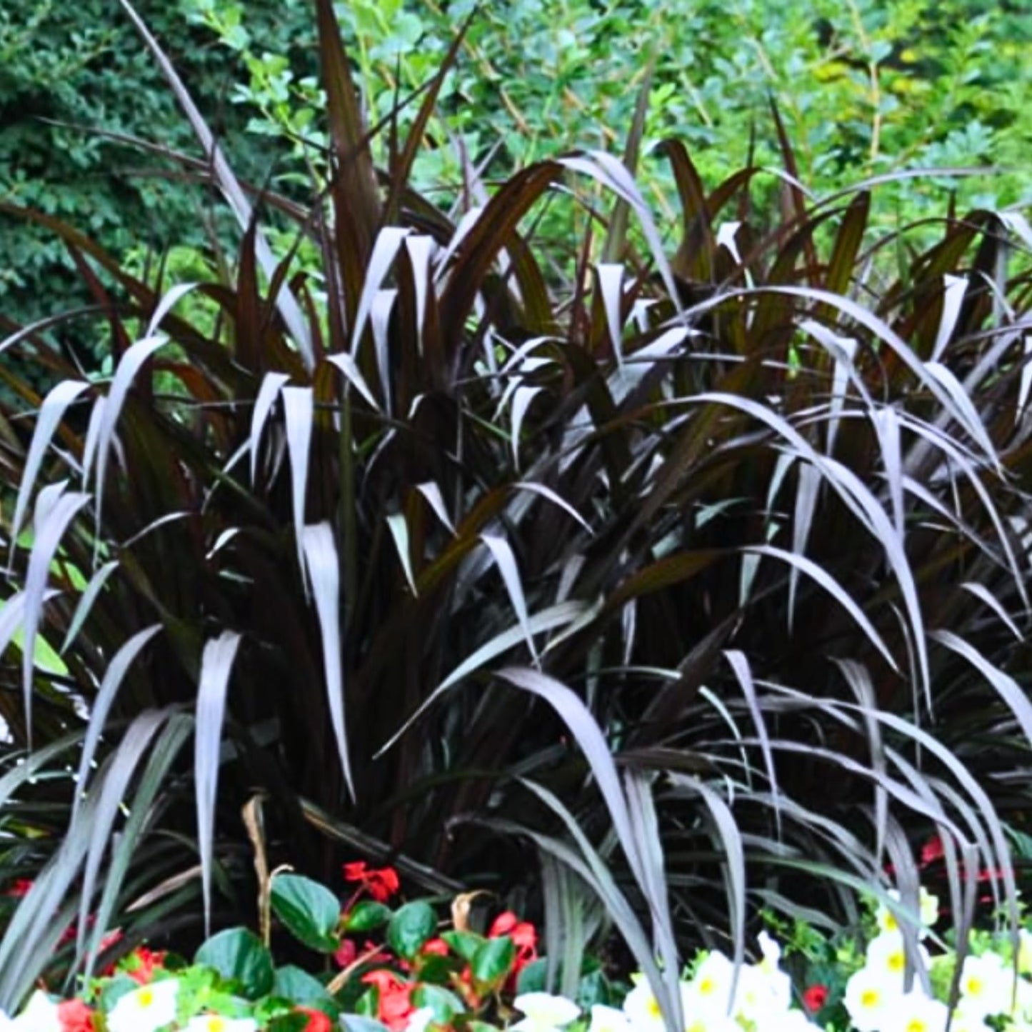 Pack 3 Fountain Grass Plants Live, 5-9 Inch Tall, Ornamental Grasses Live Plants Perennial, Well-Rooted Perennial Grass Clumps (Mix Fountain Grass)