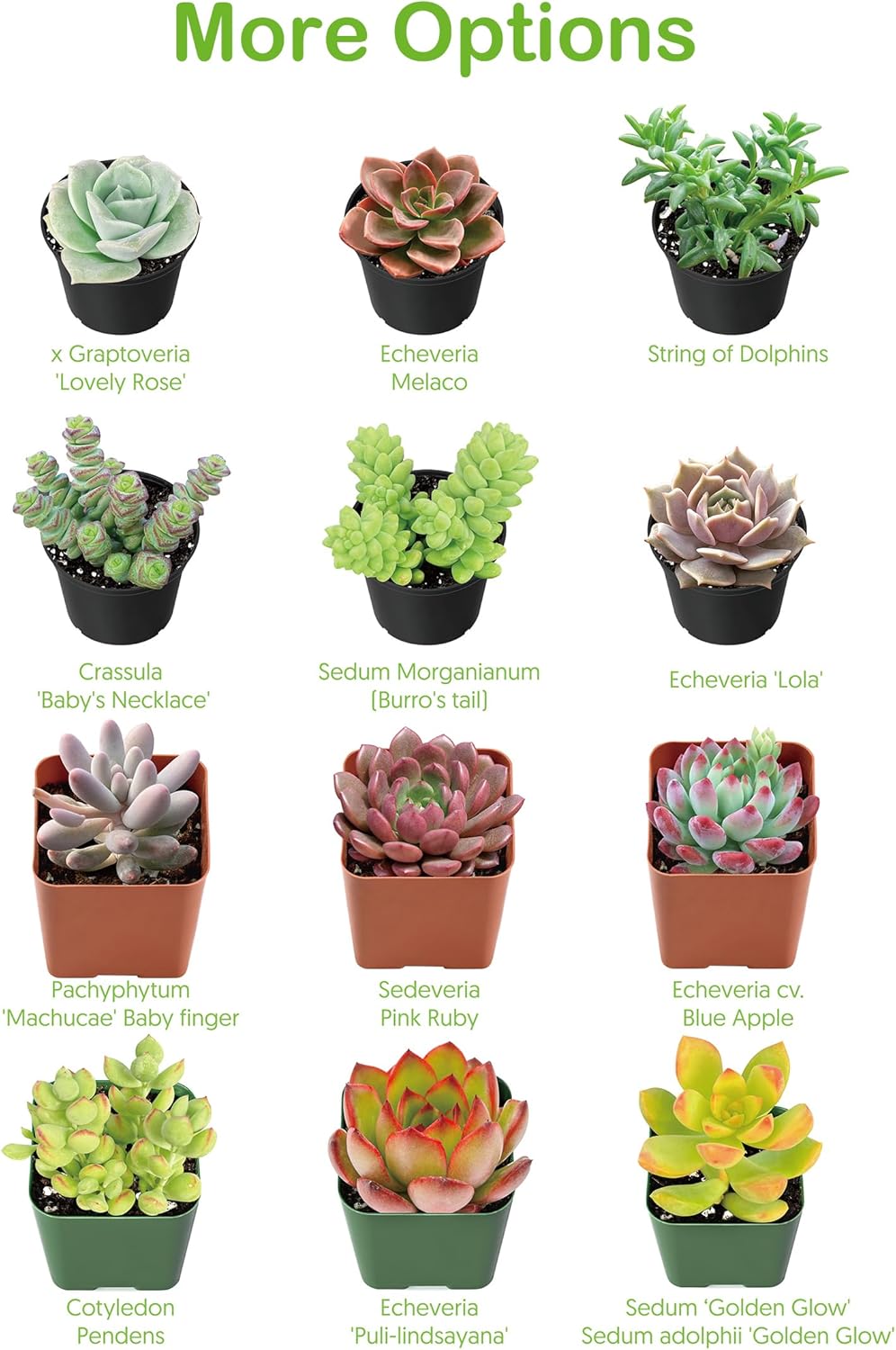 4-inch Succulent Echeveria agavoides 'Lipstick', Live Succulents Plants Fully Rooted in Pots with Soil, Easy-Care House Plants for DIY, Home Office Decoration
