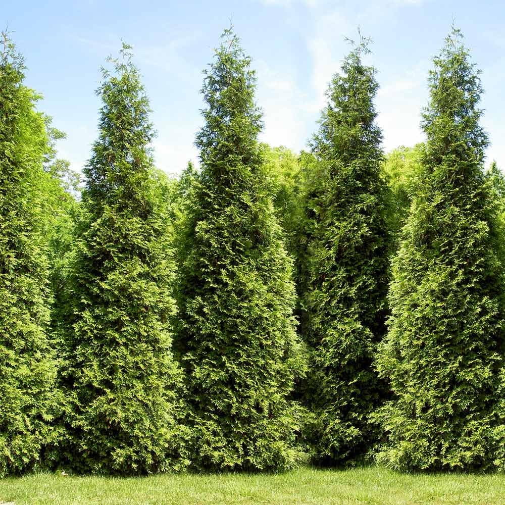 Brighter Blooms - Junior Giant Thuja Tree, 3-4 ft. - No Shipping to AZ