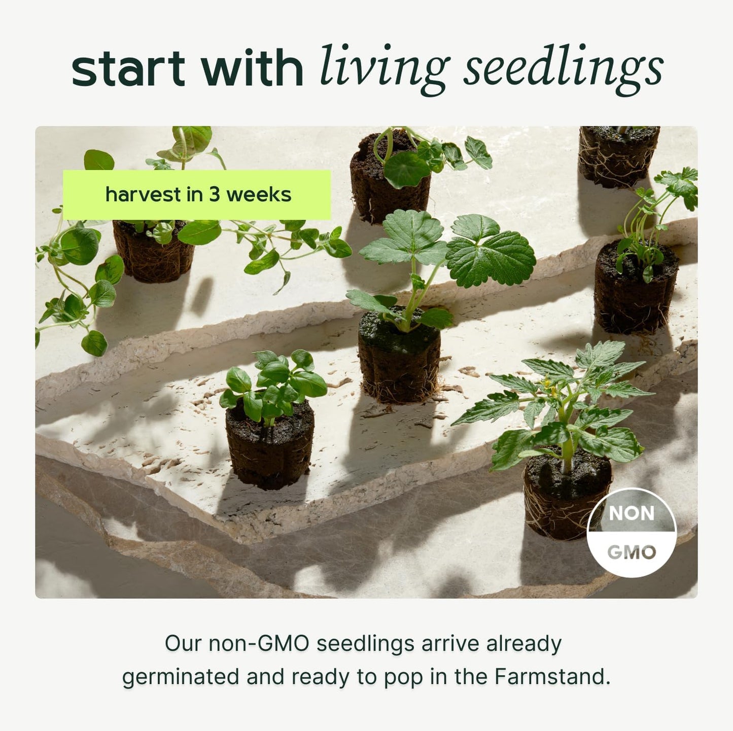 Farmstand Starter Kit with Glow Rings and 24 Seedling Credits | Medium Hydroponic Growing System Kit | Vertical Garden Planter Tower | 4ft 10in Tall