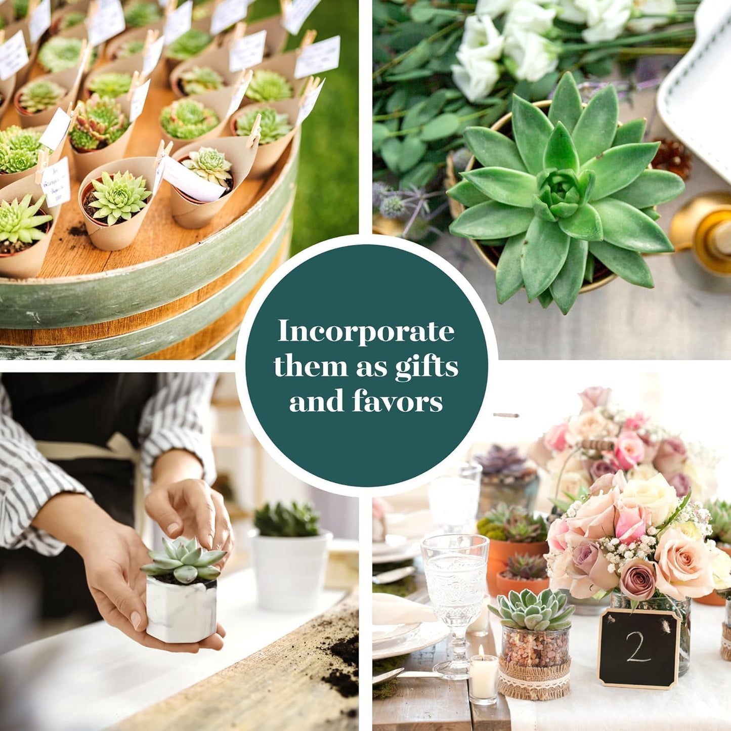 Shop Succulents Rosette Succulent Plant Pack Collection - Live Mini Succulent Plants, Low Maintenance, Floral Shaped Mix of Colors & Textures - Wedding and Party Favors, Gift & Garden, Pack of 256