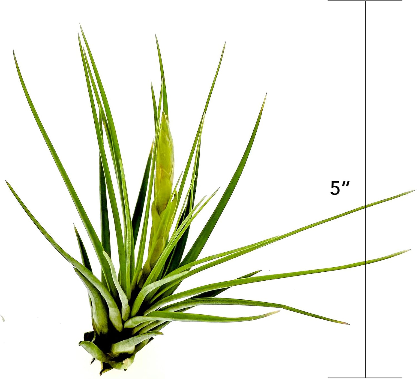 Air Plants - Flowering Tillandsia Melanocrater Tricolor, Large 5" - 2ct - Live Arrival Guaranteed - House Plants for Home Decor & Gift