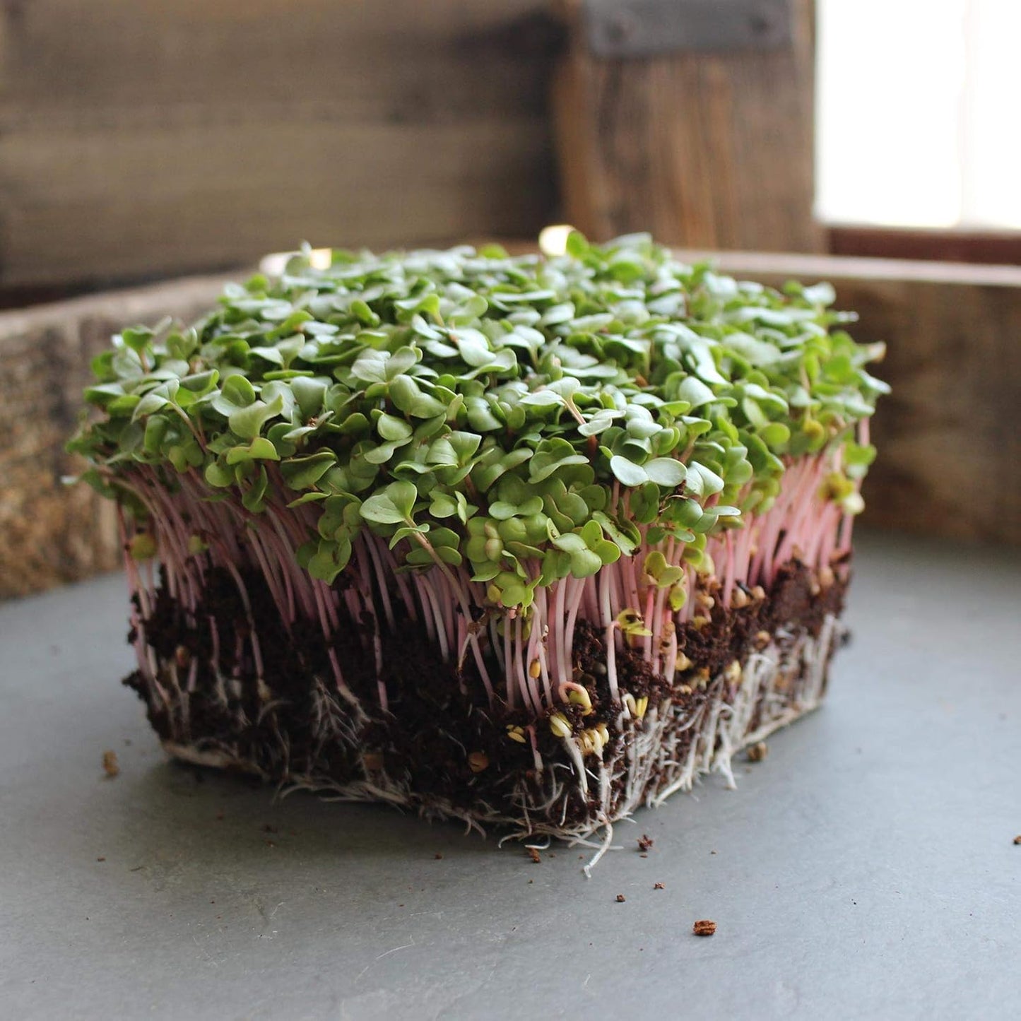 Radish Sprouting & Microgreens Seeds – Red Arrow Variety – 1 LB – Non-GMO, Heirloom – Fast-Growing, Spicy Radish Sprouts & Vibrant Micro Greens for Salads, Sandwiches, Smoothies & Indoor Gardening