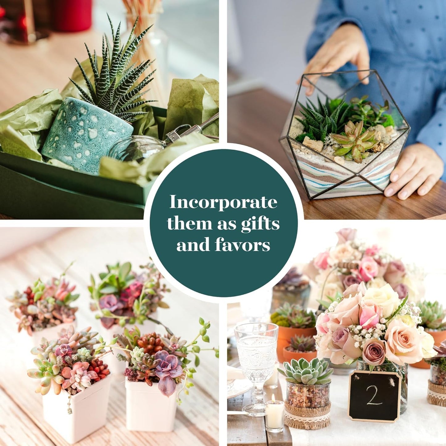 Shop Succulents Assorted Succulent Plant Pack Collection - Live Mini Succulent Plants, Low Maintenance, Mixture of Colors & Textures - Wedding and Party Favors, Gift & Garden, Pack of 40