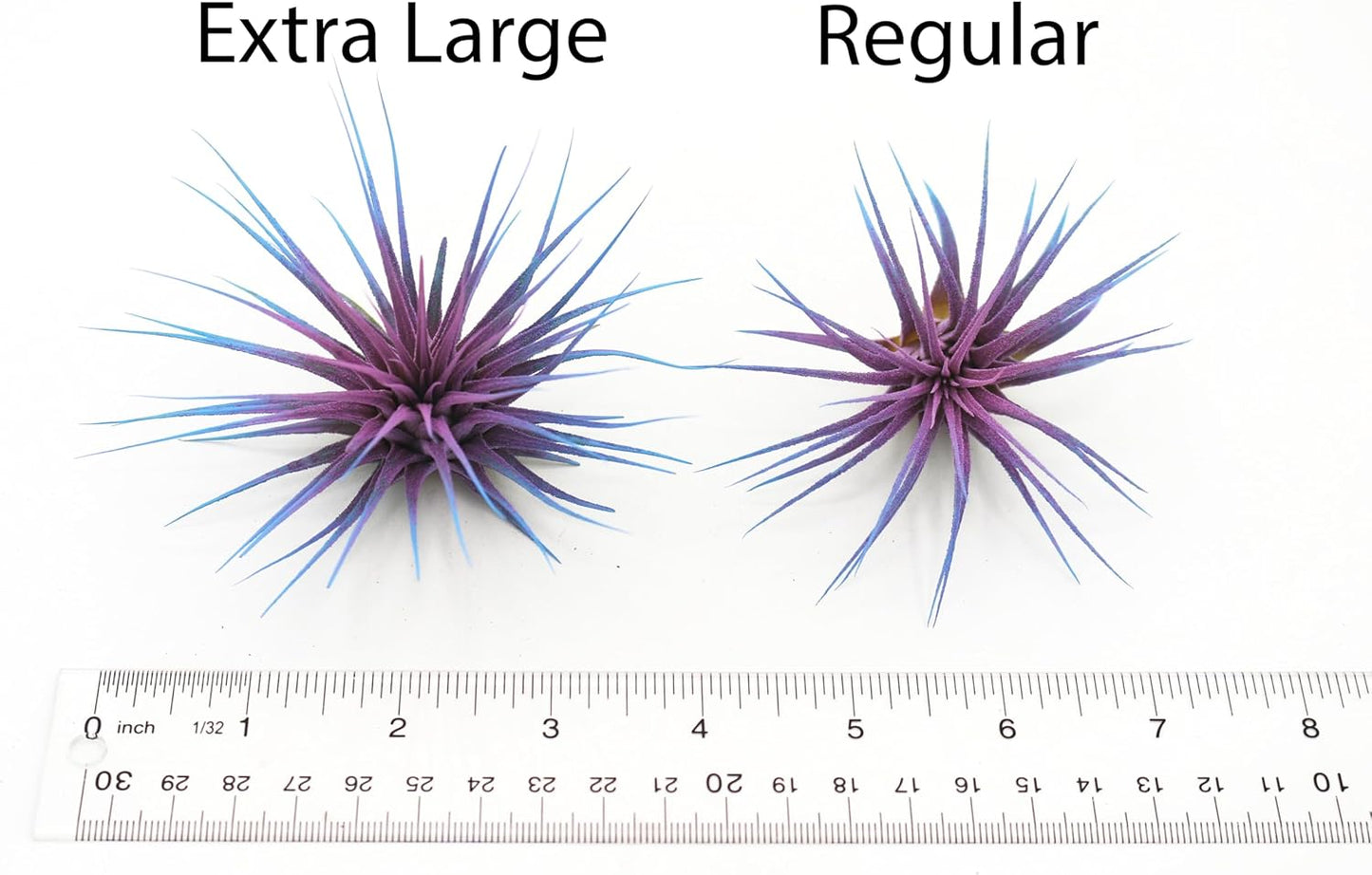 Dyed Tillandsia Ionantha Guatemala Enhanced Colored Colorful Air Plant Live Easy Care Indoor Outdoor Home Decor Gift Airplant by Awesome Industries Live Arrival Guaranteed (Twilight)