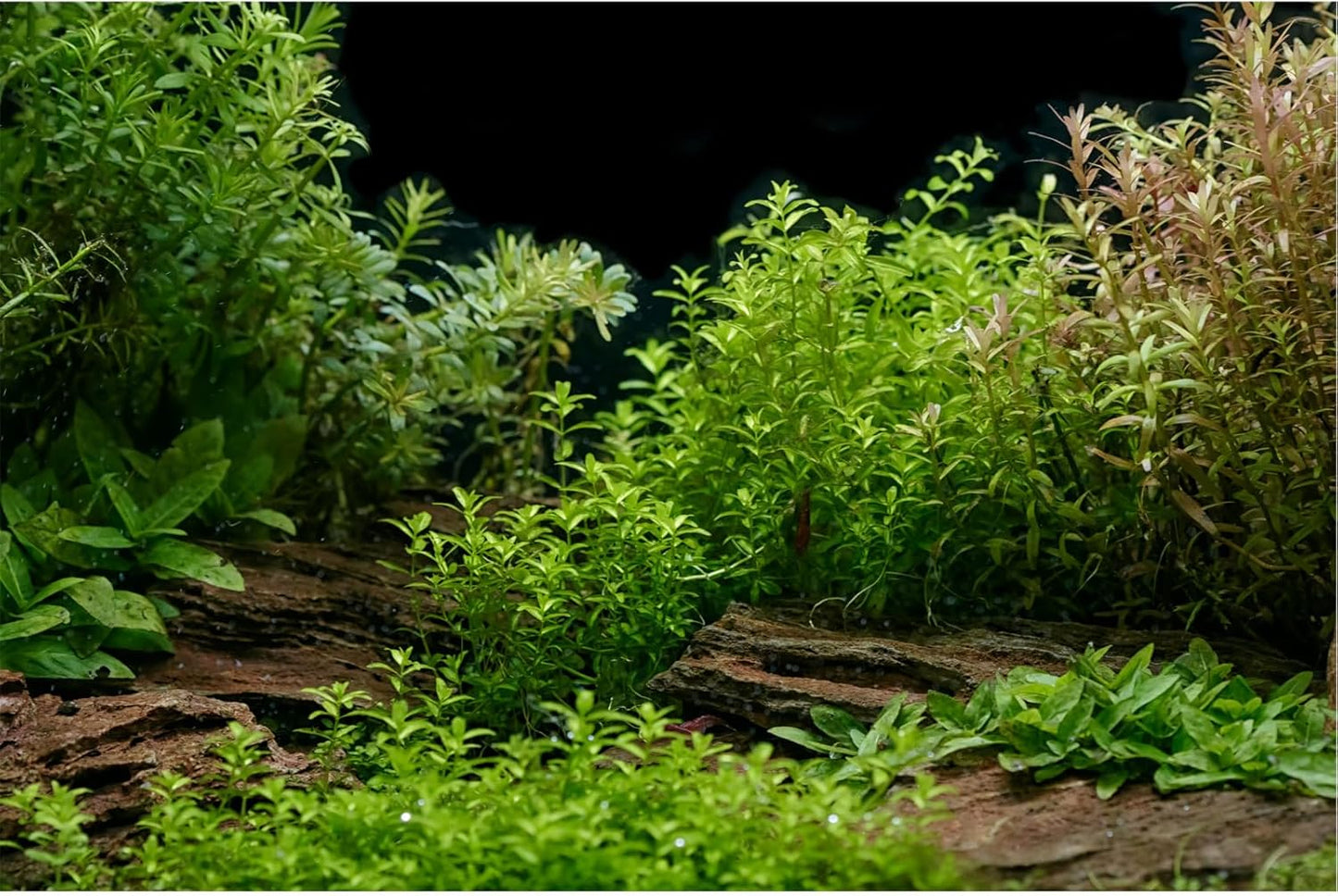 Aquarium Background Underwater Green Grass Leaves Stone Fish Tank Background Vivid Fresh Green Aquatic Plant Stone River Bed Terrarium Backdrop 36x18in