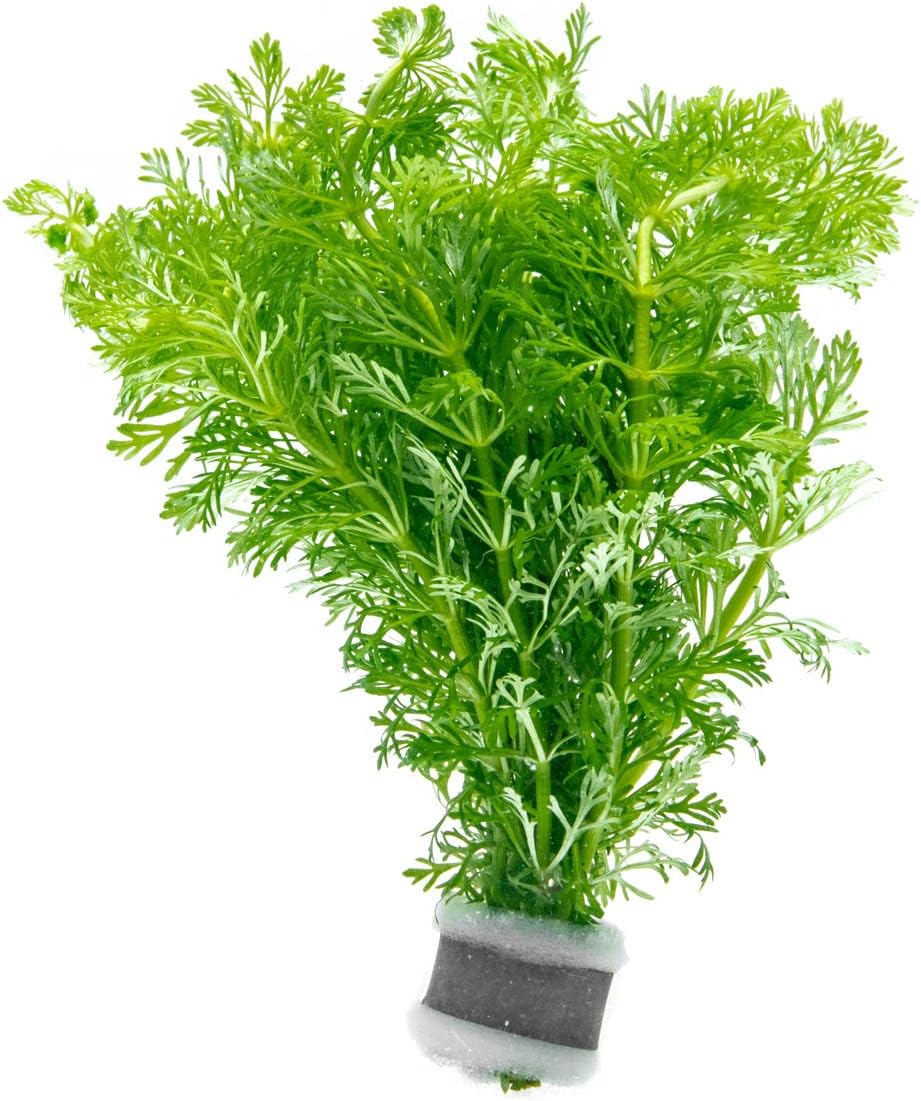 Live Aquarium Stem Plants - Freshwater Aquatic Plant for Fish Tanks, Aquascaping - (Limnophila Heterophylla, 4 Bunches)