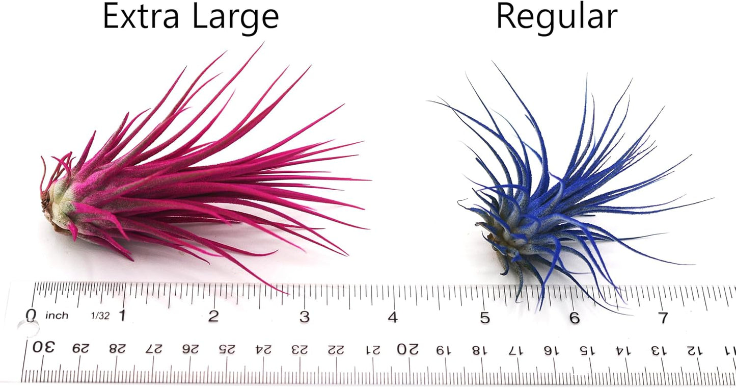 Live Extra Large Tillandsia Ionantha Guatemala Colorful Air Plant 3+ inch Enhanced Color Easy Care Indoor Outdoor Home Decor Gift Airplant by Awesome Industries (Red XL)