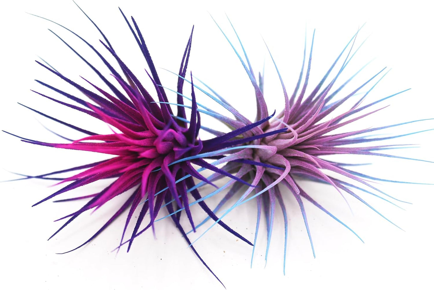 Live Extra Large Tillandsia Ionantha Guatemala Enhanced Colored Colorful Air Plant 3+ inch Easy Care Indoor Outdoor Home Decor Gift Airplant Awesome Industries Live Arrival Guaranteed (Moonbeam XL)