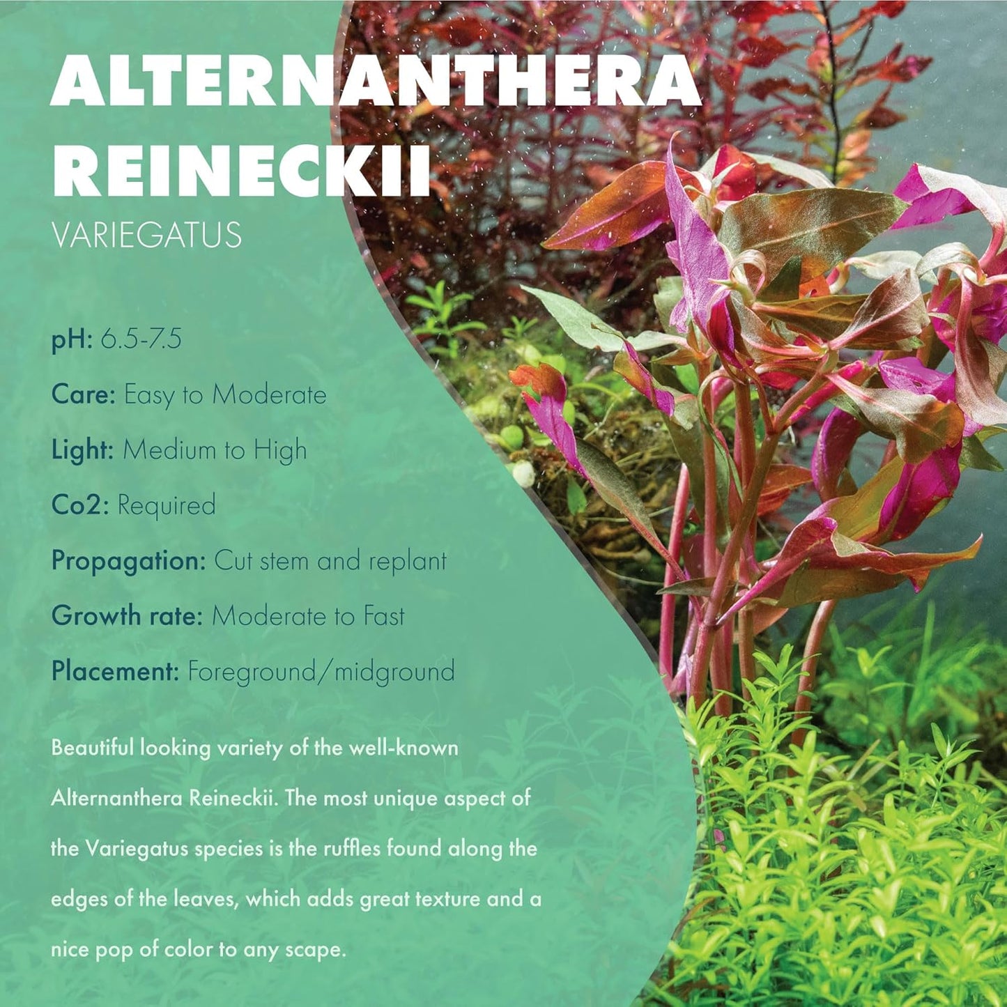 Live Aquarium Stem Plants - Freshwater Aquatic Plant for Fish Tanks, Aquascaping - (Ammania Senegalensis, 1 Bunch)