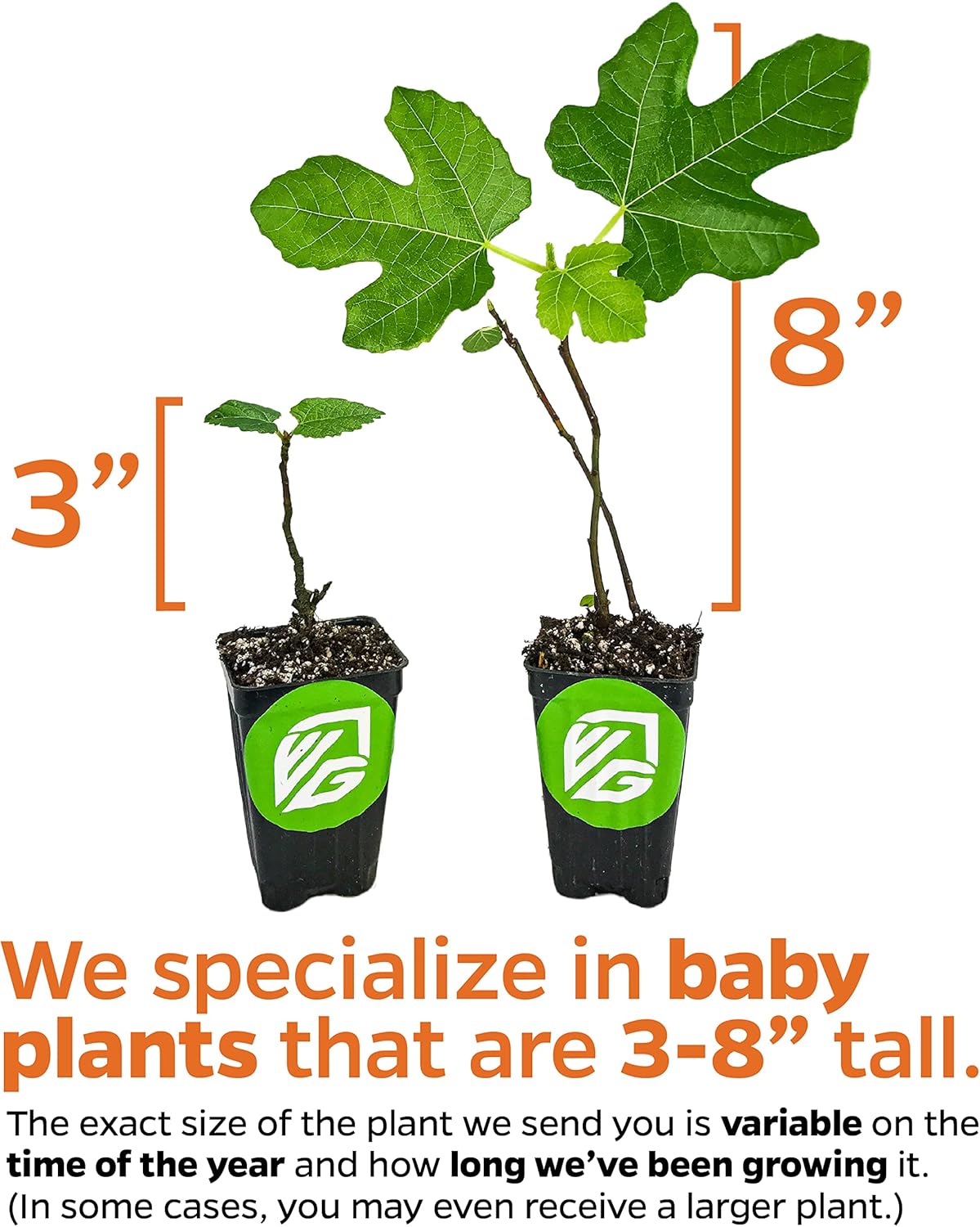 LSU Gold Fig Tree Starter Plant - Ficus carica by Wellspring Gardens - Fig Live Plants- Fig Tree - Fig Plant - Fig Trees Live Plants for Plants Enthusiast