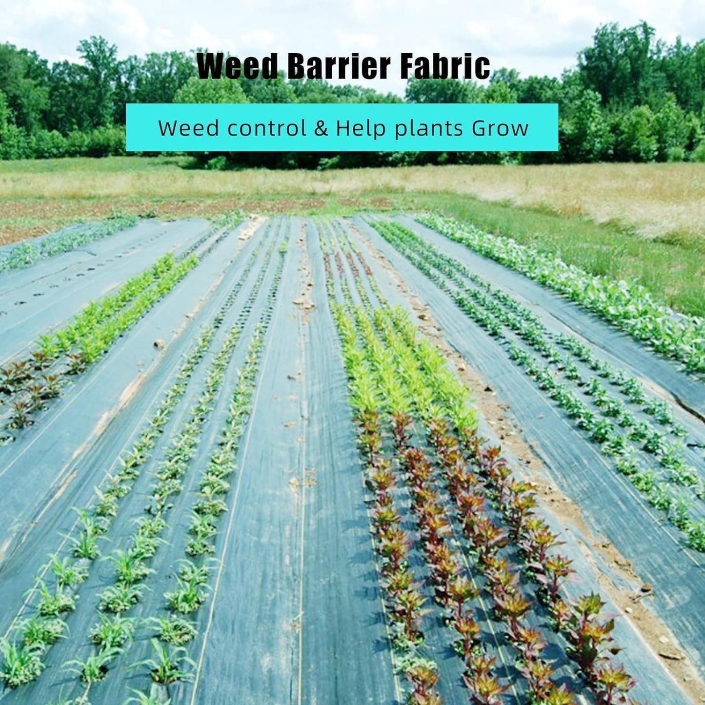 6ft x 300ft Premium Weed Barrier Landscape Fabric, 3.2oz Heavy Duty, Weed Control Fabric, High Permeability Good for Flower Bed, Driveway Fabric Ground Cover