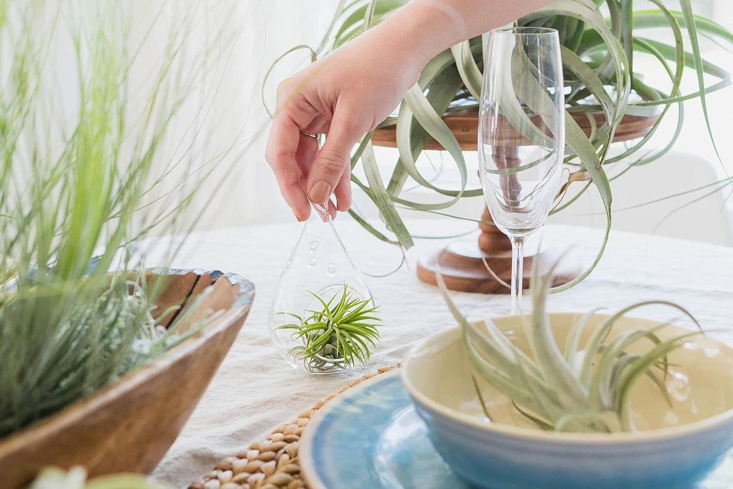 3 Pack Thick Colombian Spanish Moss Live Strands with Wire Hook - Tillandsia Usneiodes - Live Tillandsia Succulent House Plants - Home and Garden Decor - Easy Care Indoor and Outdoor Plants