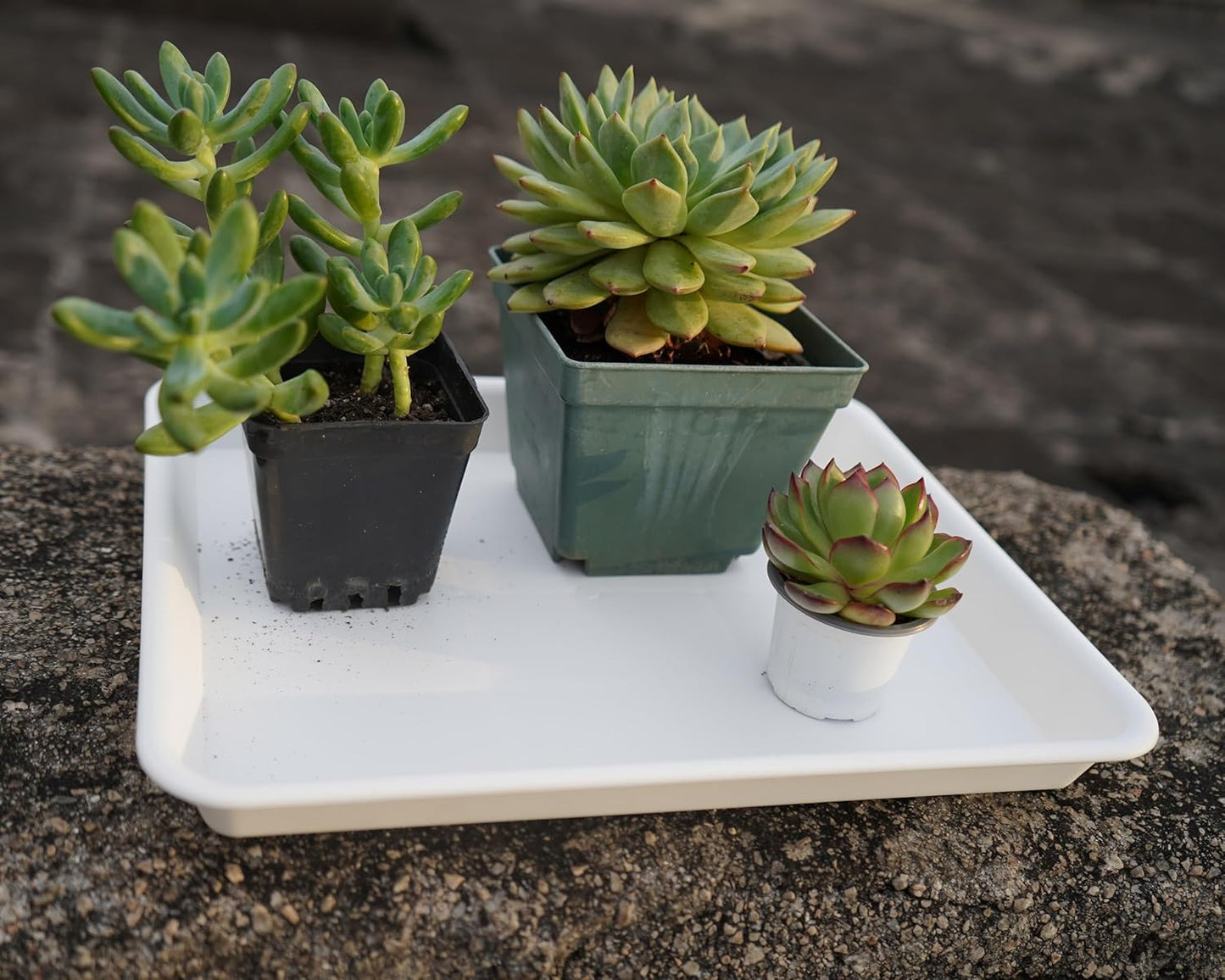 2 Pack Plant Saucer, Nursery Trays, Heavy Sturdy Seed Starting Tray for Indoors No Holes, Starter Growing Tray (17.5"x10.6", Creamy White)