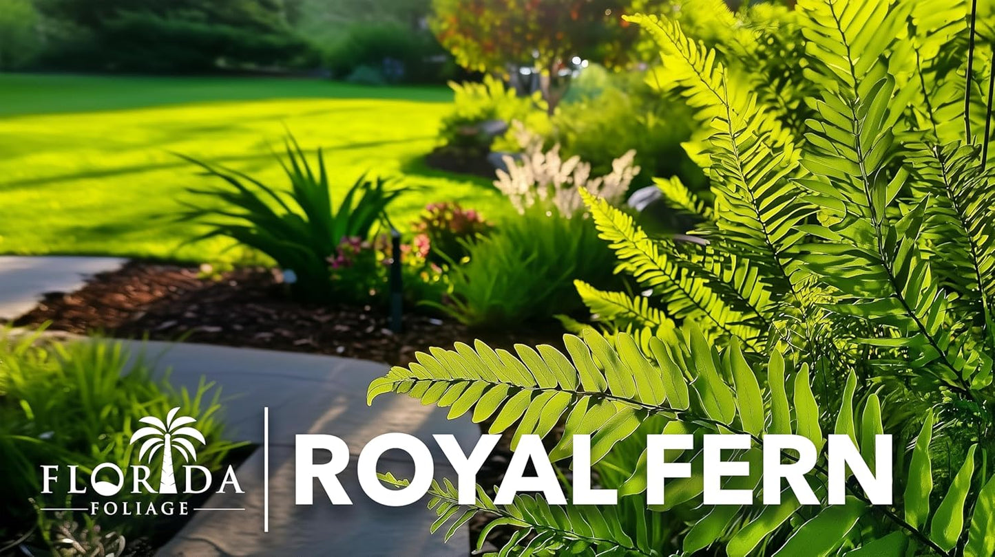 Royal Fern | 20 Live Plants | Osmunda regalis | Decorative Shade-Loving Perennial | Lush Green Foliage for Moist Gardens & Landscapes