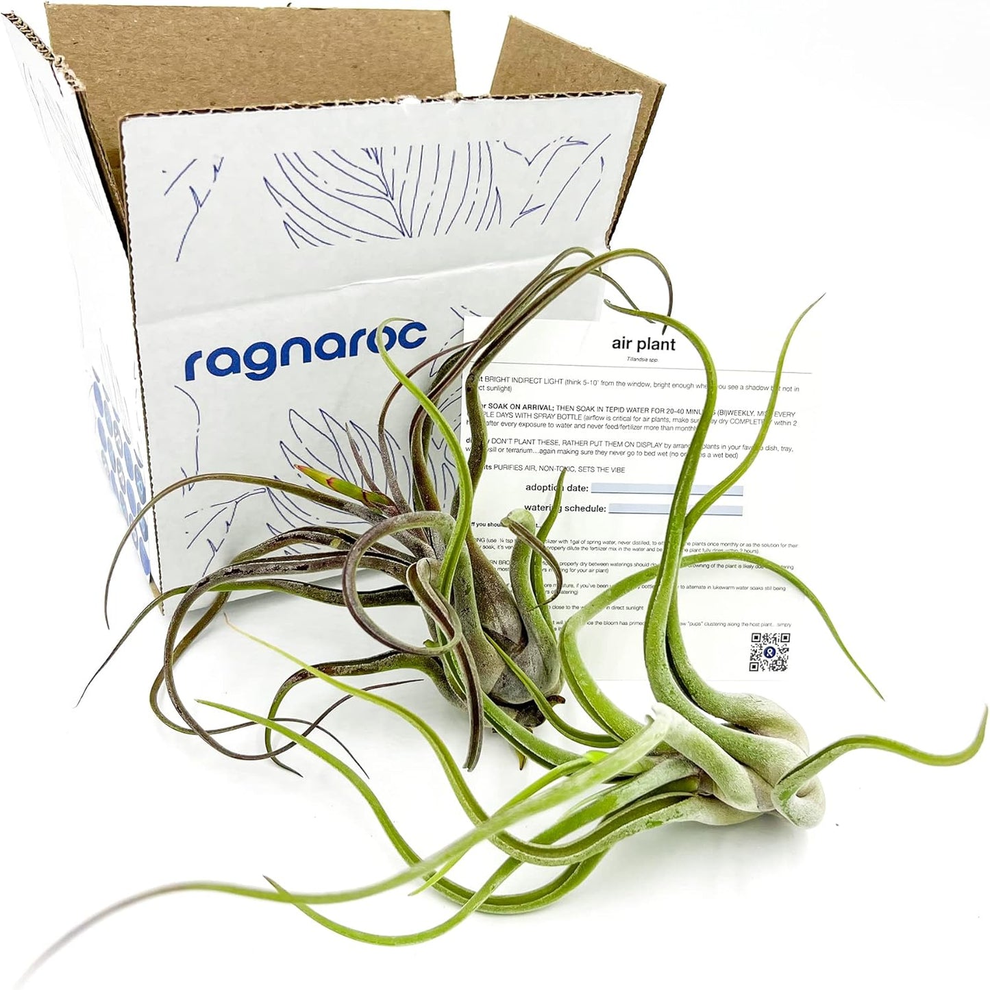 Air Plants - Flowering Tillandsia Caput Medusae, Large 5-7" - 2ct - Live Arrival Guaranteed - House Plants for Home Decor & Gift