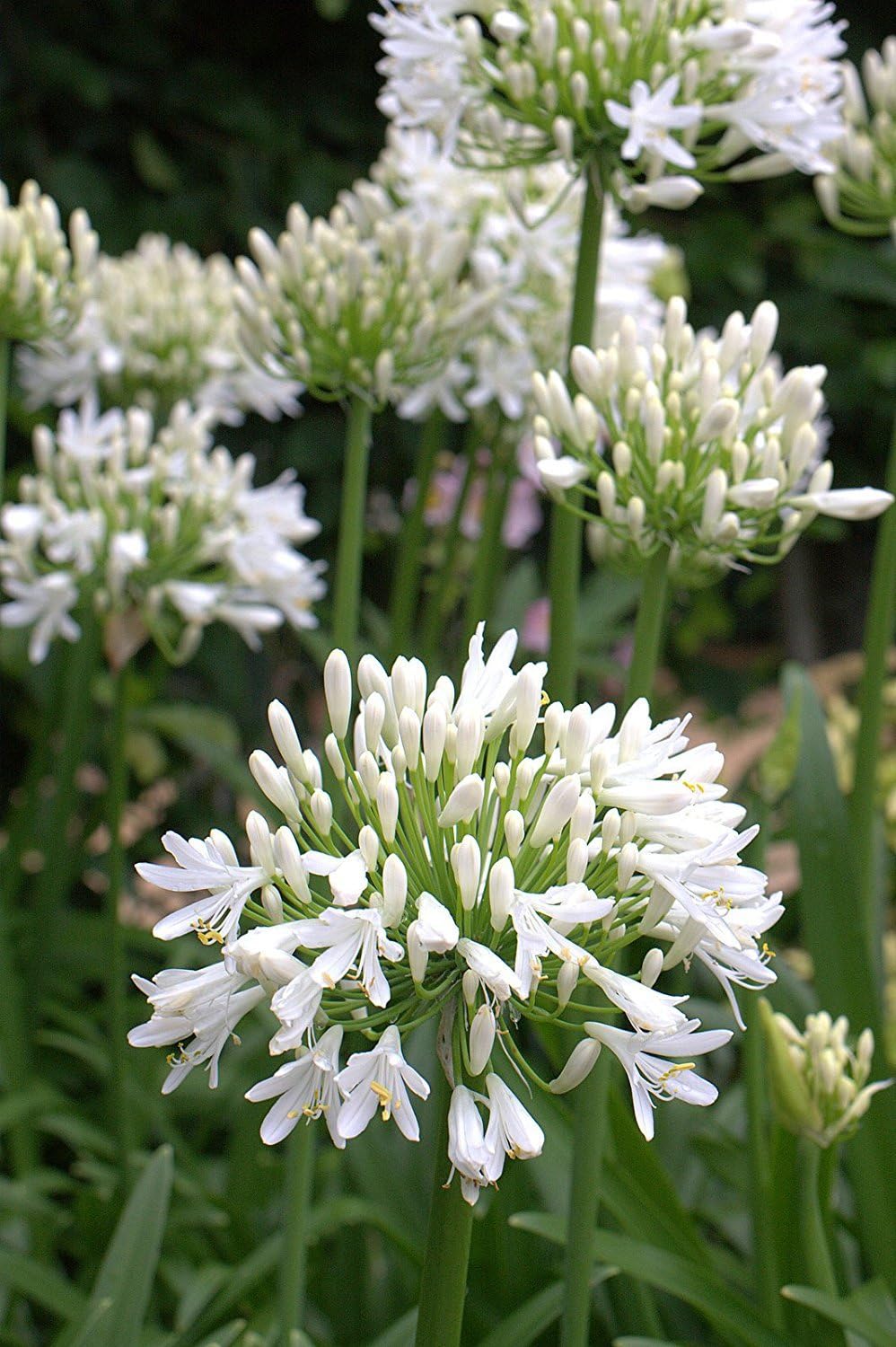 Getty White Agapanthus | 3 Live Plants | Agapanthus africanus ‘Getty White’ | Perennial Flowering Plants | Drought Tolerant Plants for Landscaping