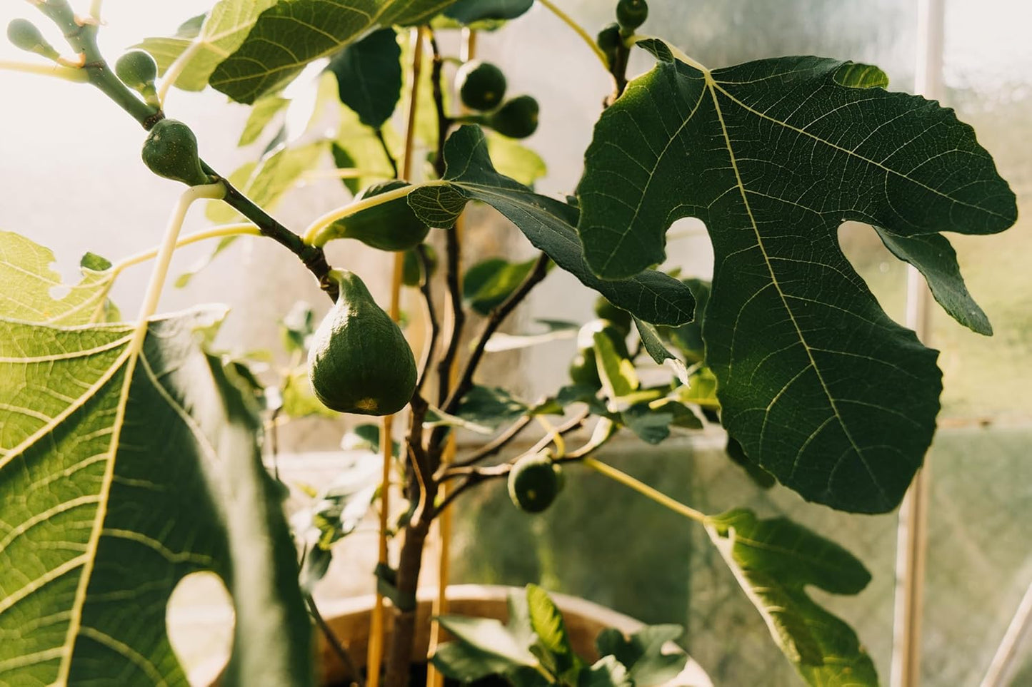 Celeste Fig Tree, Live Plant in 6-Inch Pot, Sweet Fruit Bearing Plant