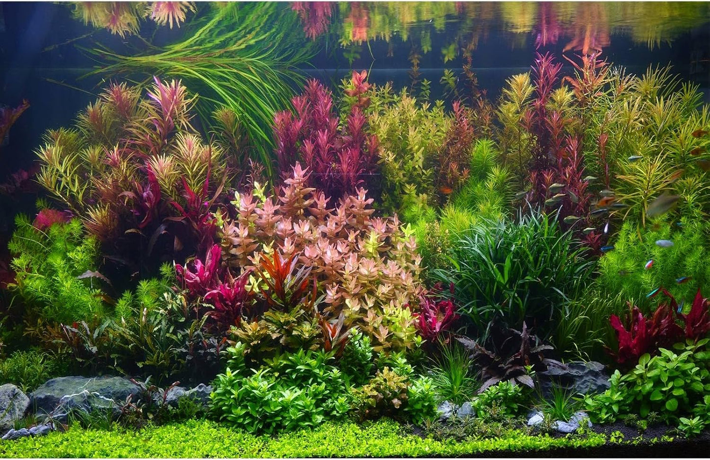 Aquarium Background Various Vivid Fresh Underwater Aquatic Plant Fish Tank Aquarium Backdrop Stone River Bed and Lake Fish Terrarium Background Decor Vinyl 72x18in