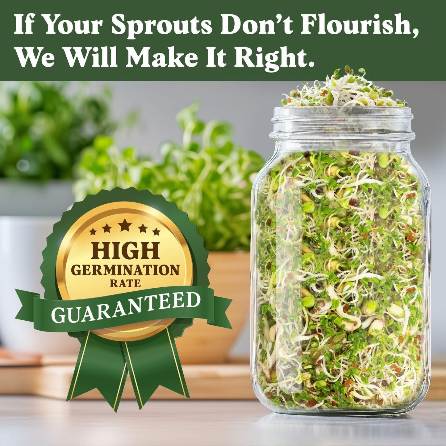 Seedboy Organic Sprouting Seeds - Salad Blend Variety- Non-GMO, USA Grown Microgreens Mix - Alfalfa, Broccoli, Radish, Mung Bean, Lentil - Makes 8 Quarts of Sprouts, 24 Servings (8 oz) (Salad Blend)