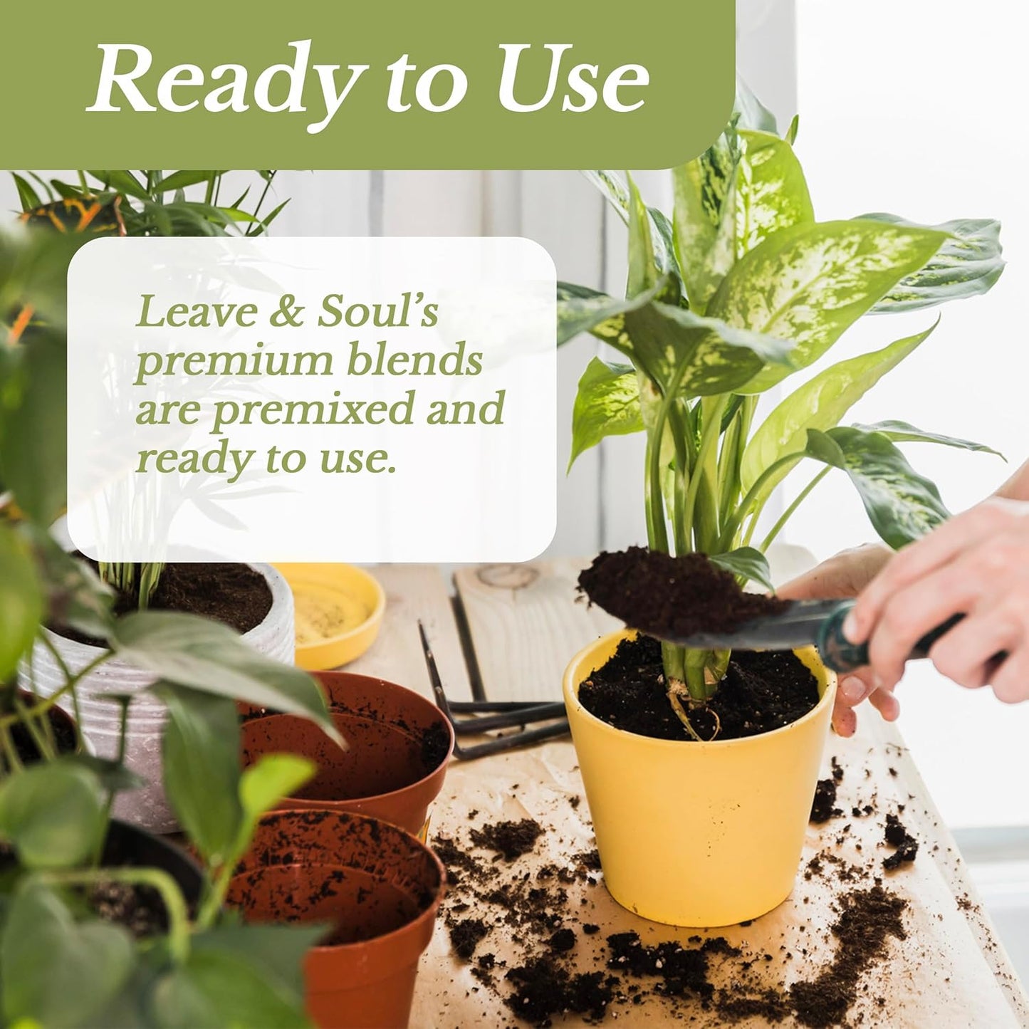 Professional Lucky Bamboo Soil | Large 2.2 Quarts Ready to Use for Lucky Bamboo Plants | Peat Moss, Coco Coir, Perlite, Dolomite | Made in USA