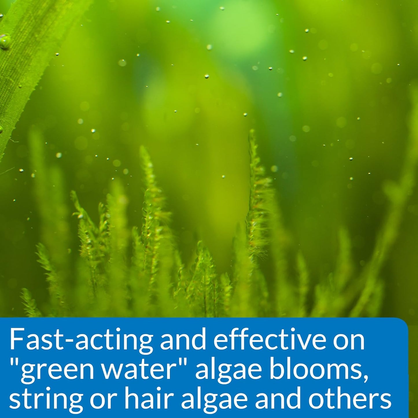 API ALGAEFIX Algae Control 4-Ounce Bottle, Multi-colored