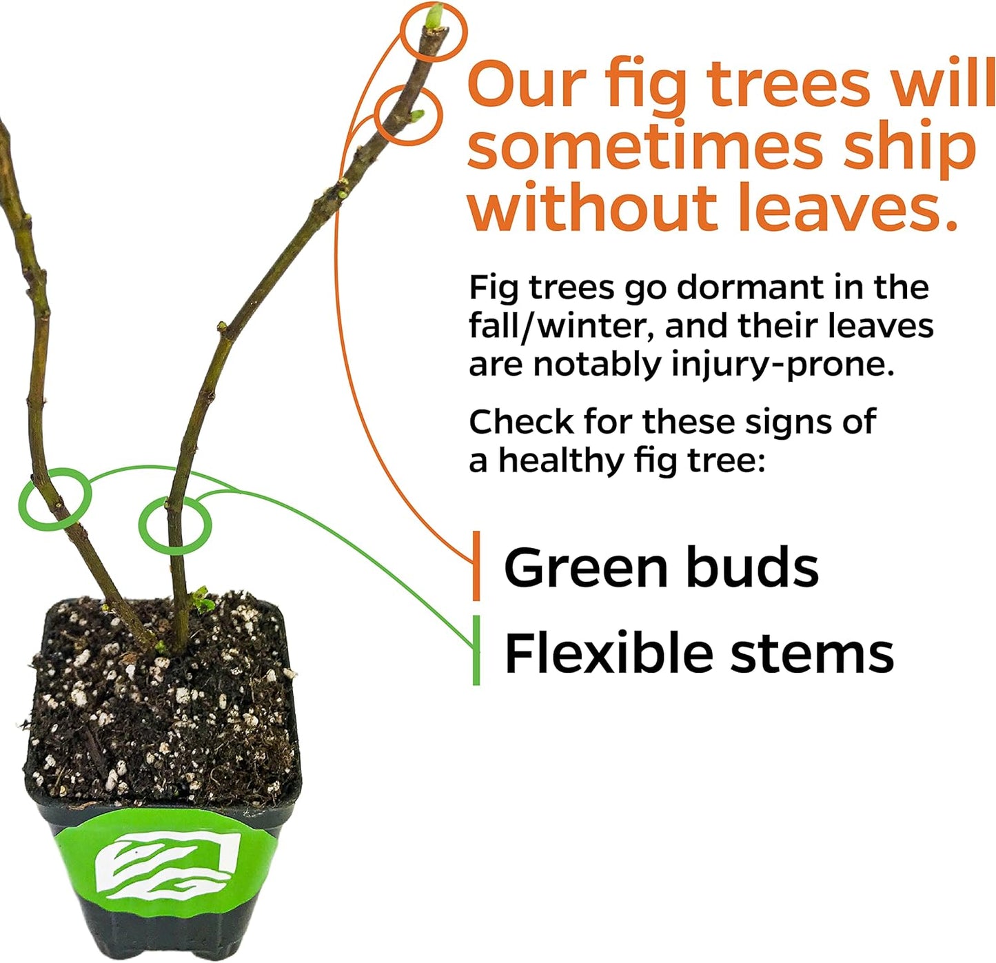 Magnolia Brunswick Fig Tree - Ficus carica by Wellspring Garden - Captivating & Abundant Fruit Producer - Versatile Fruit Tree - Robust Growth - Garden Ornamental