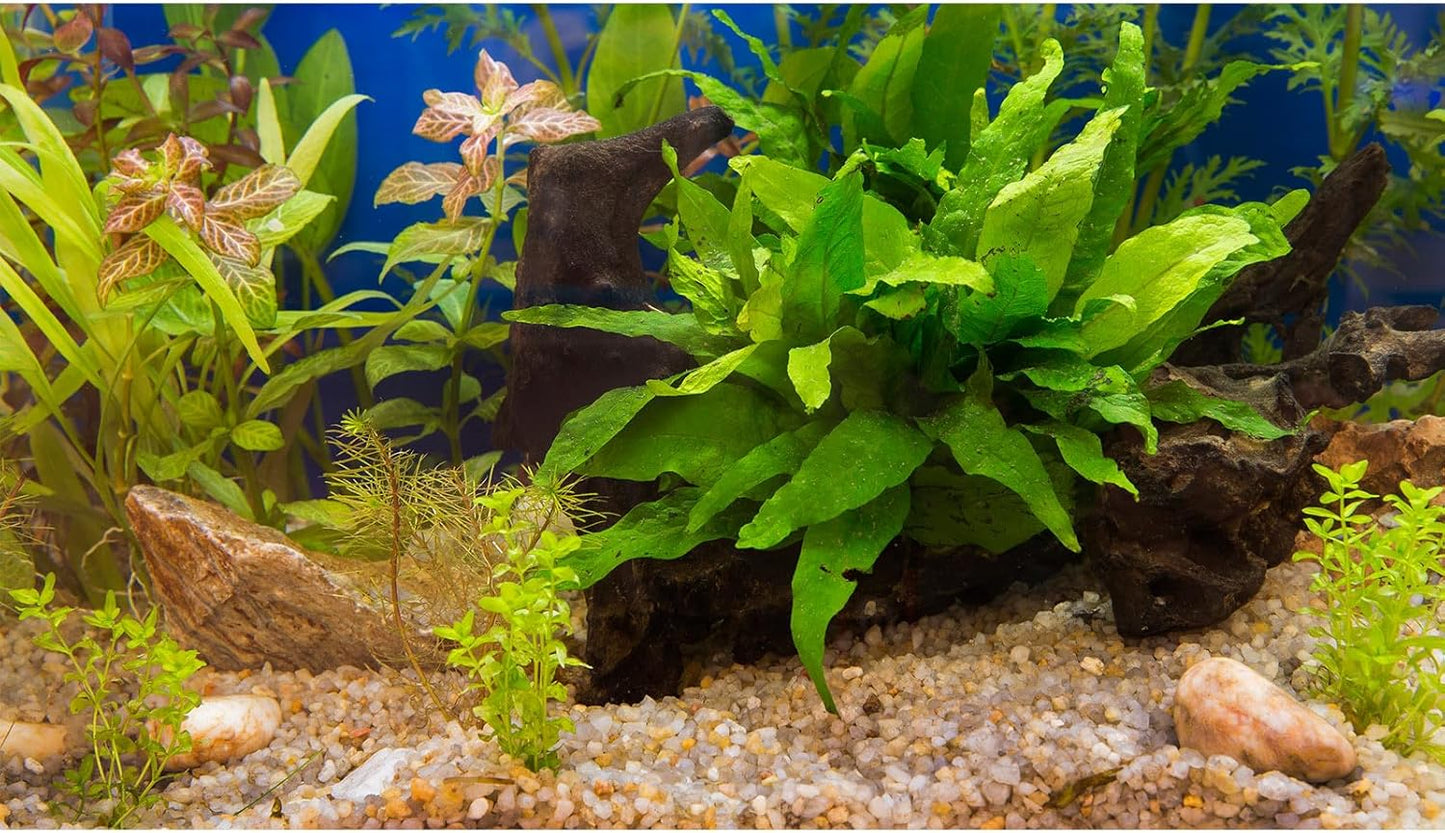 Aquarium Backdrop Underwater Grass Leaves Pebble Aquarium Background Vivid and Fresh Green Aquatic Plant Stone River Bed Fish Dead Wood Leaves Tank Background Decors Vinyl 24x12in