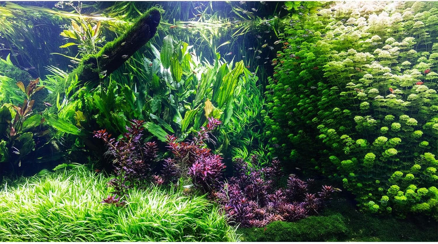 Aquarium Background Various Underwater Grass Plants Aquarium Backdrop Vivid and Fresh Green Aquatic Plants Stone River Bed and Dead Wood Tank Background Vinyl 24x12in
