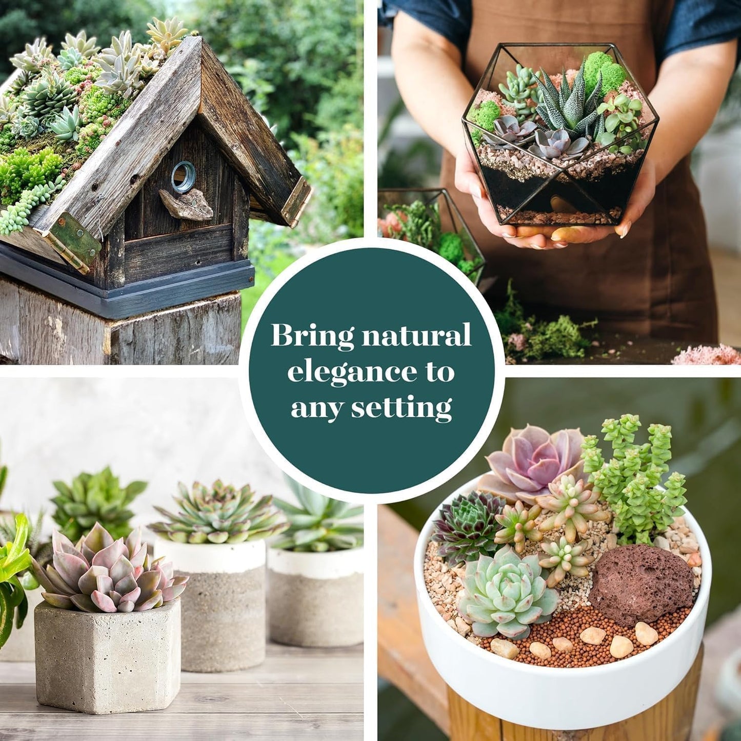 Shop Succulents Mixed Succulent Plant Pack 2" Grow Pot Pack of 6