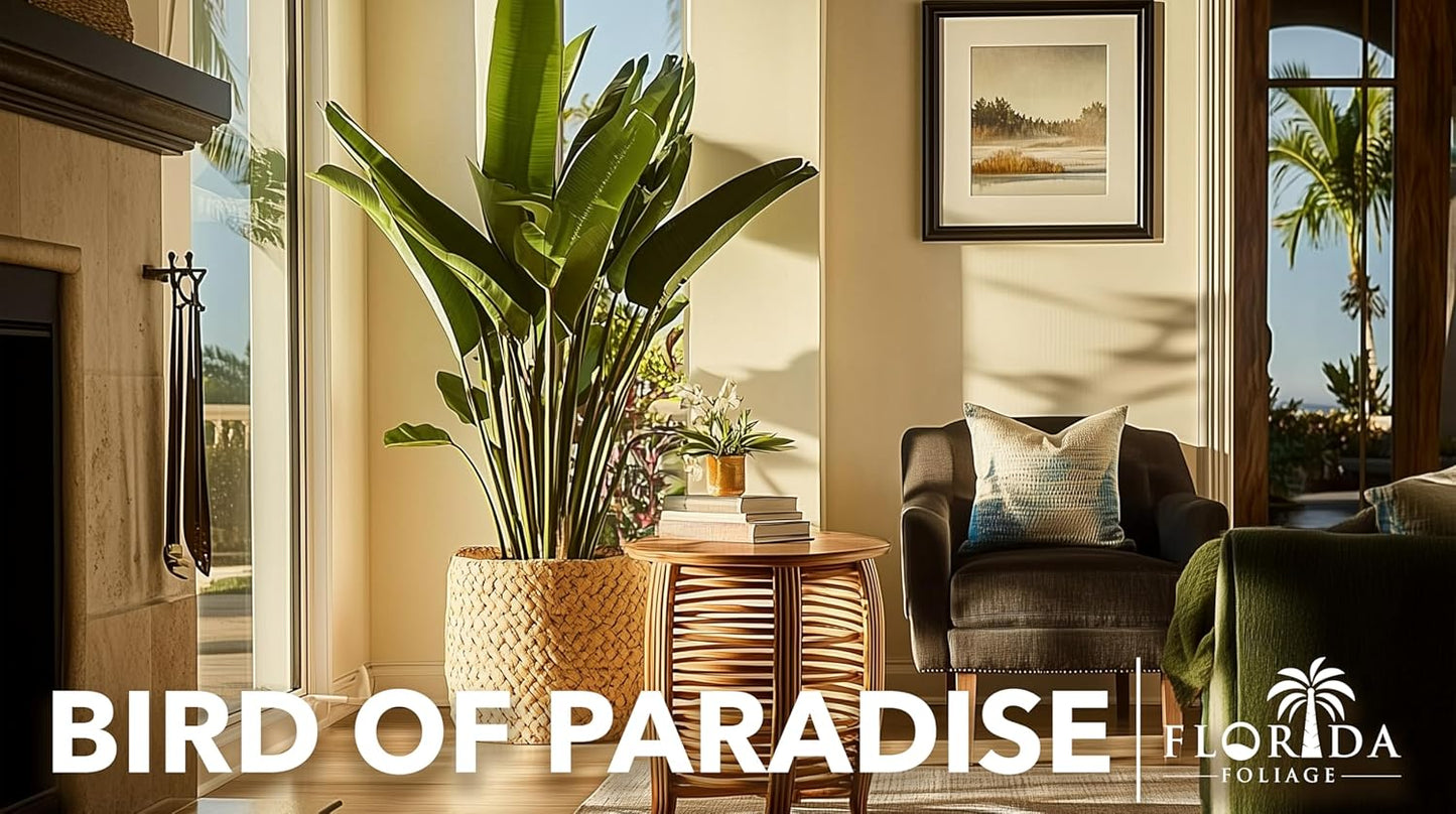 Orange Bird of Paradise | Strelitzia Reginae | 10 Live Plants | Tropical Perennial Blooming Specimen